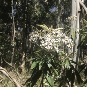 Olearia megalophylla at Uriarra, NSW - 29 Dec 2021 03:05 PM