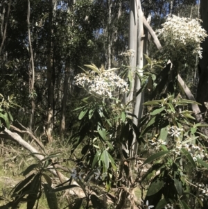 Olearia megalophylla at Uriarra, NSW - 29 Dec 2021