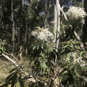 Olearia megalophylla at Uriarra, NSW - 29 Dec 2021 03:05 PM