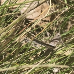 Lanciana montana at Uriarra, NSW - 29 Dec 2021 03:06 PM