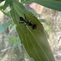 Myrmecia sp., pilosula-group (Jack jumper) at Murrumbateman, NSW - 9 Jan 2022 by SimoneC