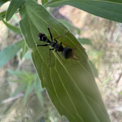 Myrmecia sp., pilosula-group (Jack jumper) at Murrumbateman, NSW - 9 Jan 2022 by SimoneC