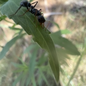 Myrmecia sp., pilosula-group at Murrumbateman, NSW - 9 Jan 2022 04:21 PM