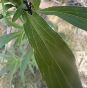 Myrmecia sp., pilosula-group at Murrumbateman, NSW - 9 Jan 2022