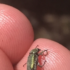 Diphucephala sp. (genus) (Green Scarab Beetle) at Brindabella National Park - 29 Dec 2021 by Tapirlord