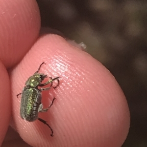 Diphucephala sp. (genus) at Brindabella, NSW - 29 Dec 2021