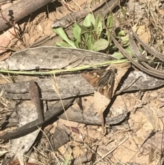 Trapezites phigalioides (Montane Ochre) at Brindabella, NSW - 29 Dec 2021 by Tapirlord