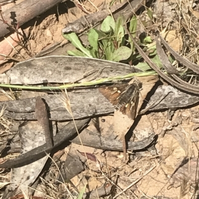 Trapezites phigalioides (Montane Ochre) at Brindabella National Park - 29 Dec 2021 by Tapirlord