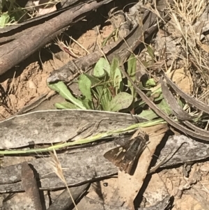 Trapezites phigalioides at Brindabella, NSW - 29 Dec 2021 03:18 PM