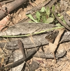 Trapezites phigalioides at Brindabella, NSW - 29 Dec 2021 03:18 PM