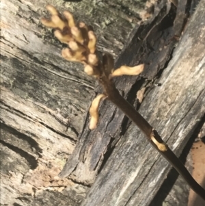 Gastrodia sp. at Brindabella, NSW - suppressed