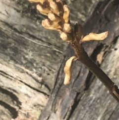 Gastrodia sp. at Brindabella, NSW - suppressed