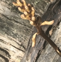 Gastrodia sp. at Brindabella, NSW - suppressed