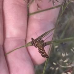 Oenogenes fugalis (A Pyralid moth) at Brindabella, NSW - 29 Dec 2021 by Tapirlord