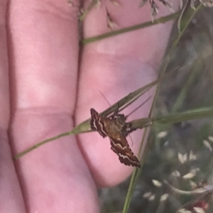 Oenogenes fugalis at Brindabella National Park - 29 Dec 2021 03:30 PM