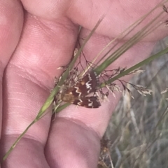 Oenogenes fugalis at Brindabella National Park - 29 Dec 2021