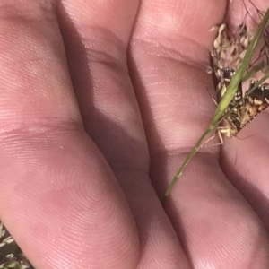 Oenogenes fugalis at Brindabella National Park - 29 Dec 2021