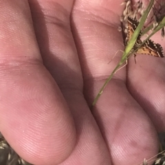 Oenogenes fugalis at Brindabella National Park - 29 Dec 2021