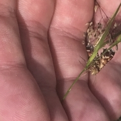 Oenogenes fugalis at Brindabella National Park - 29 Dec 2021