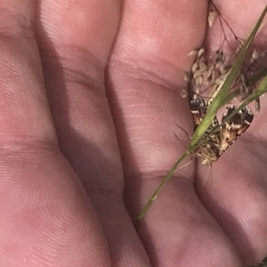 Oenogenes fugalis at Brindabella National Park - 29 Dec 2021 03:30 PM