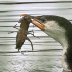 Cherax destructor (Common Yabby) at Upper Stranger Pond - 9 Jan 2022 by RodDeb