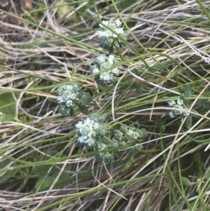 Poranthera microphylla at Uriarra, NSW - 29 Dec 2021