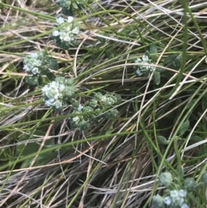 Poranthera microphylla at Uriarra, NSW - 29 Dec 2021