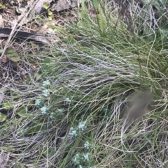 Poranthera microphylla at Uriarra, NSW - 29 Dec 2021 03:36 PM