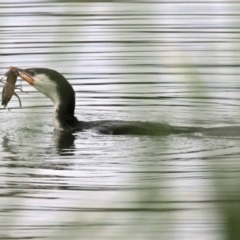 Microcarbo melanoleucos (Little Pied Cormorant) at Isabella Plains, ACT - 9 Jan 2022 by RodDeb