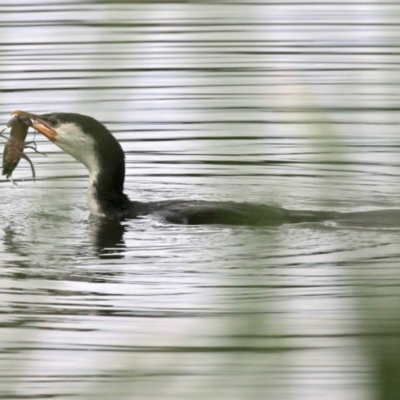 Microcarbo melanoleucos (Little Pied Cormorant) at Upper Stranger Pond - 9 Jan 2022 by RodDeb