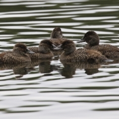 Oxyura australis (Blue-billed Duck) at Upper Stranger Pond - 9 Jan 2022 by RodDeb