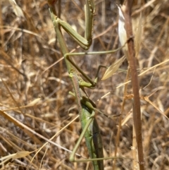 Unidentified Praying mantis (Mantodea) at Suttons Dam - 9 Jan 2022 by KL