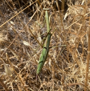 Mantidae (family) adult or nymph at Fentons Creek, VIC - 9 Jan 2022 11:42 AM