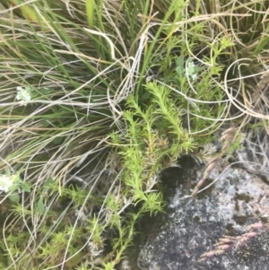 Scleranthus diander at Uriarra, NSW - 29 Dec 2021