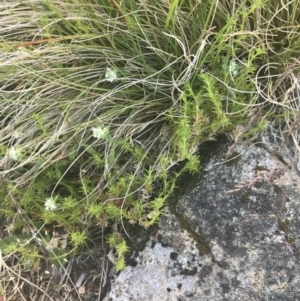 Scleranthus diander at Uriarra, NSW - 29 Dec 2021