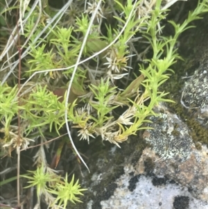 Scleranthus diander at Uriarra, NSW - 29 Dec 2021