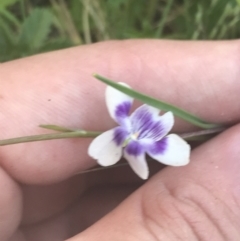 Viola hederacea (Ivy-leaved Violet) at Uriarra, NSW - 29 Dec 2021 by Tapirlord