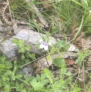 Viola hederacea at Uriarra, NSW - 29 Dec 2021