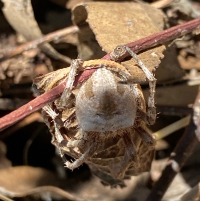 Unidentified Spider (Araneae) at Fentons Creek, VIC - 9 Jan 2022 by KL