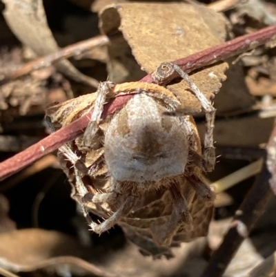 Unverified Spider (Araneae) at Fentons Creek, VIC - 9 Jan 2022 by KL