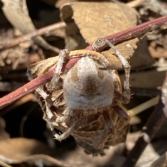 Unidentified Spider (Araneae) (TBC) at Fentons Creek, VIC - 9 Jan 2022 by KL