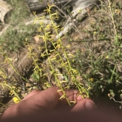 Stackhousia viminea (Slender Stackhousia) at Uriarra, NSW - 29 Dec 2021 by Tapirlord