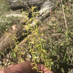 Stackhousia viminea at Uriarra, NSW - 29 Dec 2021