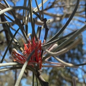 Amyema linophylla subsp. orientalis at Fentons Creek, VIC - suppressed