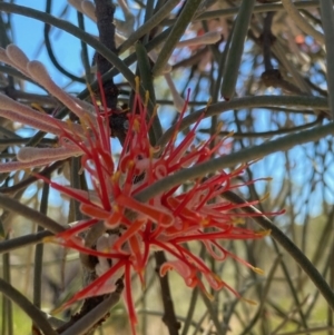 Amyema linophylla subsp. orientalis at Fentons Creek, VIC - suppressed