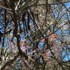 Amyema linophylla subsp. orientalis at Fentons Creek, VIC - suppressed