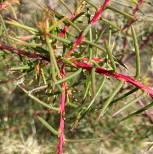 Hakea decurrens at Fentons Creek, VIC - 9 Jan 2022