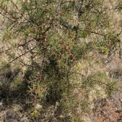 Hakea decurrens at Fentons Creek, VIC - 9 Jan 2022