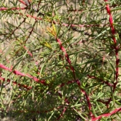 Hakea decurrens at Fentons Creek, VIC - 9 Jan 2022