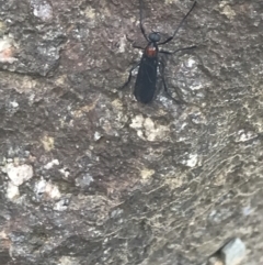 Plecia sp. (genus) (Lovebug Fly) at Namadgi National Park - 29 Dec 2021 by Tapirlord